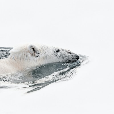 The polar bear swim in the water
